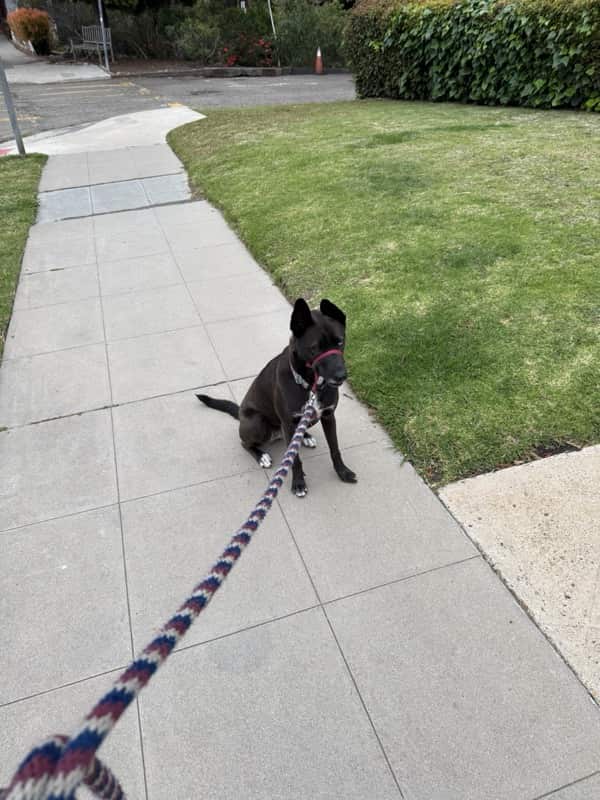 A picture of a black dog named Bowie sitting, taken on May 2 2025 at 6:37 am